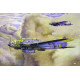 Roden 344 - 1/144 - Heinkel He111 H-16/N-Scale kit, plastic model aircraft