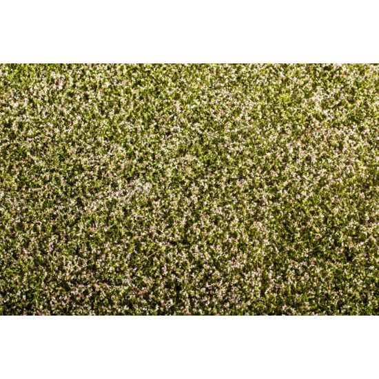 Model Scene F430 1/72 - 1/160 Clover Blooming 18/28 Cm Diorama Upgrade Accessories
