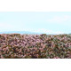 Model Scene F630 Heathland 18/28 Cm Diorama Upgrade Accessories