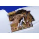 Eduard 32124 1/32 F4U-4 interior Photo-Etched for Aircraft Photo etched set