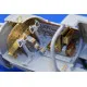 Eduard 49322 1/48 B-25B interior Photo-Etched for Aircraft Photo etched set