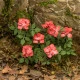 Model Scene Vg3-043 1/32-1/35 Roses Diorama Upgrade Accessories Model Scene Vg3-043 1/32-1/35 Roses Diorama Upgrade Accessories