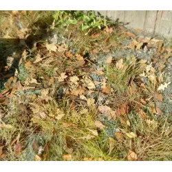 Model Scene L3-308 1/35 Leaves European Mixture Diorama Upgrade Accessories