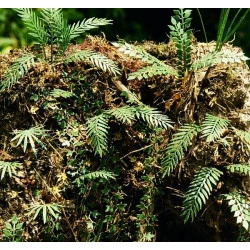Model Scene Vg3-032 1/32-1/35 Jungle Set 2 Diorama Upgrade Accessories