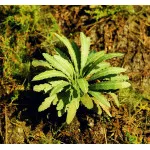 Model Scene Vg3-035 1/32-1/48 Asian Fern Diorama Upgrade Accessories