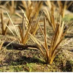 Model Scene Vg3-042 1/32-1/35 Grass Tufts Dry Diorama Upgrade Accessories