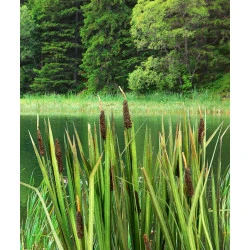 Model Scene Vg7-008 1/72 1/87 Bulrushes Diorama Upgrade Accessories