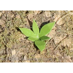 Model Scene Vg4-009 1/45 1/56 Low Weed Type Ii Diorama Upgrade Accessories