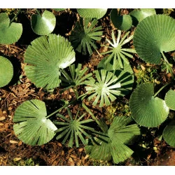 Model Scene Vg7-038 1/72-1/87 Low Palm Luciala Diorama Upgrade Accessories