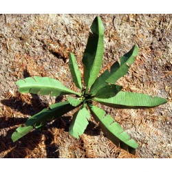 Model Scene Vg7-039 1/72-1/87 Banana Leaves Diorama Upgrade Accessories