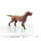 Mini Tank 24805 - 1/35 - Dog Hungarian vizsla. Painted figure, painted animal