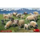 Miniart 38042 - 1/35 SHEEP scale plastic model kit Miniatures Miniart 38042 - 1/35 SHEEP scale plastic model kit Miniatures