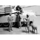 US tankmen in Afghanistan. 5 figures 1/35 Master Box 35131 US tankmen in Afghanistan. 5 figures 1/35 Master Box 35131