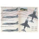 Print Scale 72-463 1/72 AV-8B Harrier. Units operation Iraqoi Freedom I-VI Print Scale 72-463 1/72 AV-8B Harrier. Units operation Iraqoi Freedom I-VI