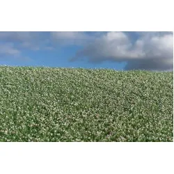 Model Scene F460 1/72 - 1/160 Blooming Poppy Field 18/28 Cm Diorama