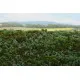 Model Scene F620 Forest Base Blueberries 18/28 Cm Diorama Upgrade Accessories