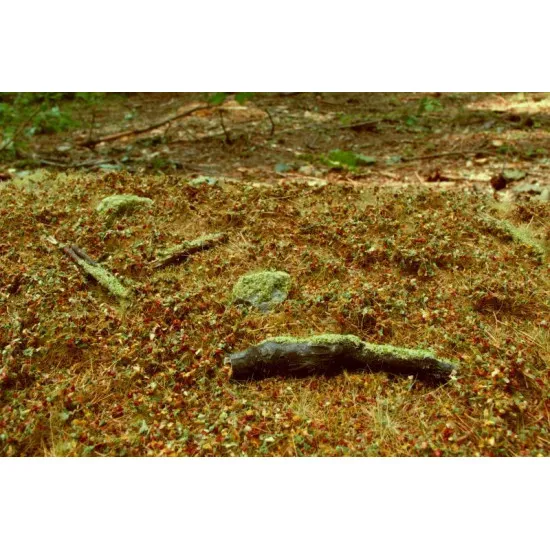 Model Scene F603-s Forest Base Late Summer Minipack 13/17 Cm Diorama Upgrade Accessories