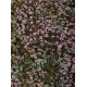 Model Scene F630-s Heathland Minipack 13/17 Cm Diorama Upgrade Accessories