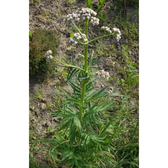 Model Scene Vg3-020 1/32-1/35 Valeriana Diorama Upgrade Accessories