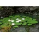 Model Scene Vg3-026 1/32-1/35 Waterlily Diorama Upgrade Accessories