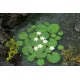 Model Scene Vg3-026 1/32-1/35 Waterlily Diorama Upgrade Accessories
