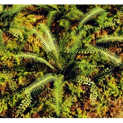 Model Scene Vg3-037 1/32-1/48 Tropical Fern Diorama Upgrade Accessories