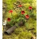 Model Scene Vg3-045 1/32-1/35 Poppies Diorama Upgrade Accessories Coloured Paper