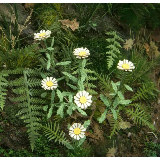 Model Scene Vg3-046 1/32-1/35 Daisy Diorama Upgrade Accessories Coloured Paper