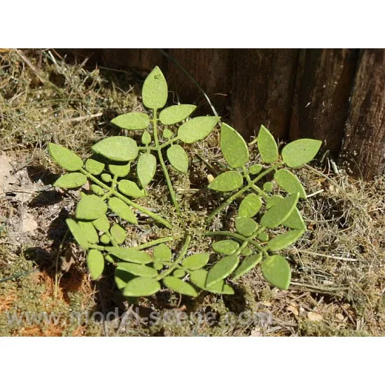 Model Scene Vg4-004 1/45-1/56 Low Weed Diorama Upgrade Accessories