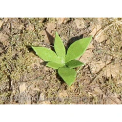 Model Scene Vg4-009 1/45 1/56 Low Weed Type Ii Diorama Upgrade Accessories