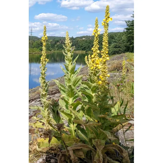 Model Scene Vg4-023 1/45 1/48 1/56 Mullein Diorama Upgrade Accessories