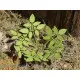 Model Scene Vg7-004 1/72-1/87 Low Weed Diorama Upgrade Accessories Model Scene Vg7-004 1/72-1/87 Low Weed Diorama Upgrade Accessories