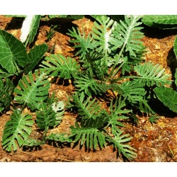 Model Scene Vg7-031 1/72-1/87 Jungle Set 1 Diorama Upgrade Accessories