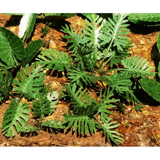 Model Scene Vg7-031 1/72-1/87 Jungle Set 1 Diorama Upgrade Accessories