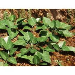 Model Scene Vg7-033 1/72-1/87 Jungle Set 3 Diorama Upgrade Accessories