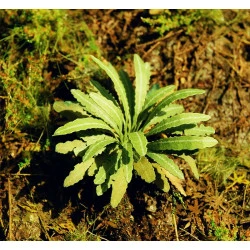 Model Scene Vg7-035 1/72-1/87 Asian Fern Diorama Upgrade Accessories