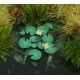Model Scene Vg7-226 1/72-1/87 Waterlily Diorama Accessories Photo-etched Parts