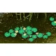 Model Scene Vg7-226 1/72-1/87 Waterlily Diorama Accessories Photo-etched Parts